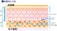 お肌の仕組みの図